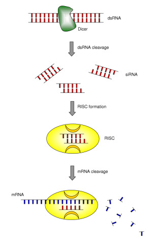 RNAi